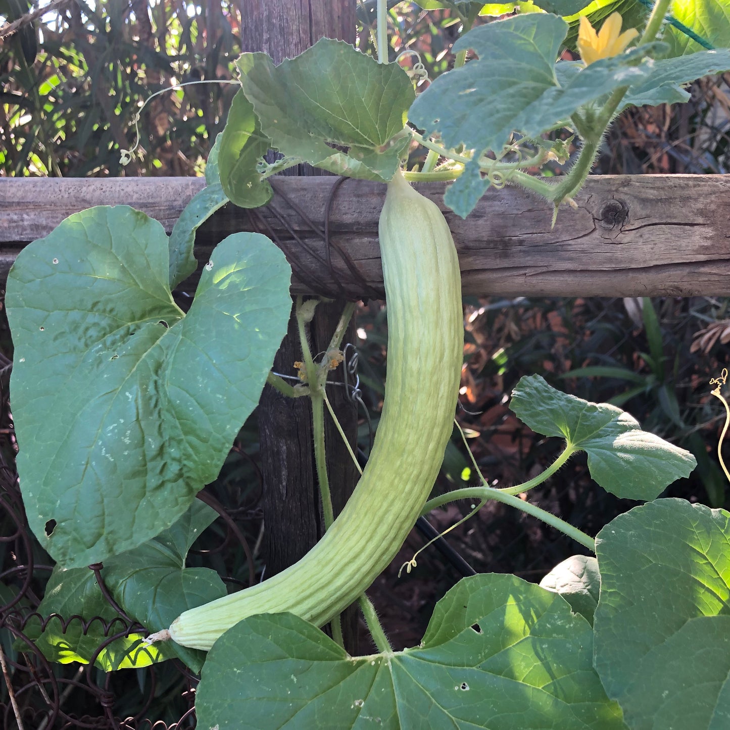 planting armenian cucumber seeds Armenian Yard Long – Native-Seeds-Search