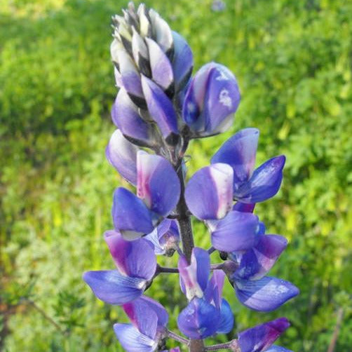 An annual wildflower with blooms ranging from blue to purple in the spring.  It is the largest of the annual lupines, 1-2 ft tall increasing with good moisture and fertility.  A native to western California, Arizona and Baja California in areas below 2000 ft in elevation.  Prefers moist clay or heavy soils in full sun.