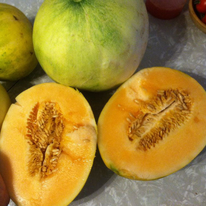 Esperanza de Oro – Native-Seeds-Search