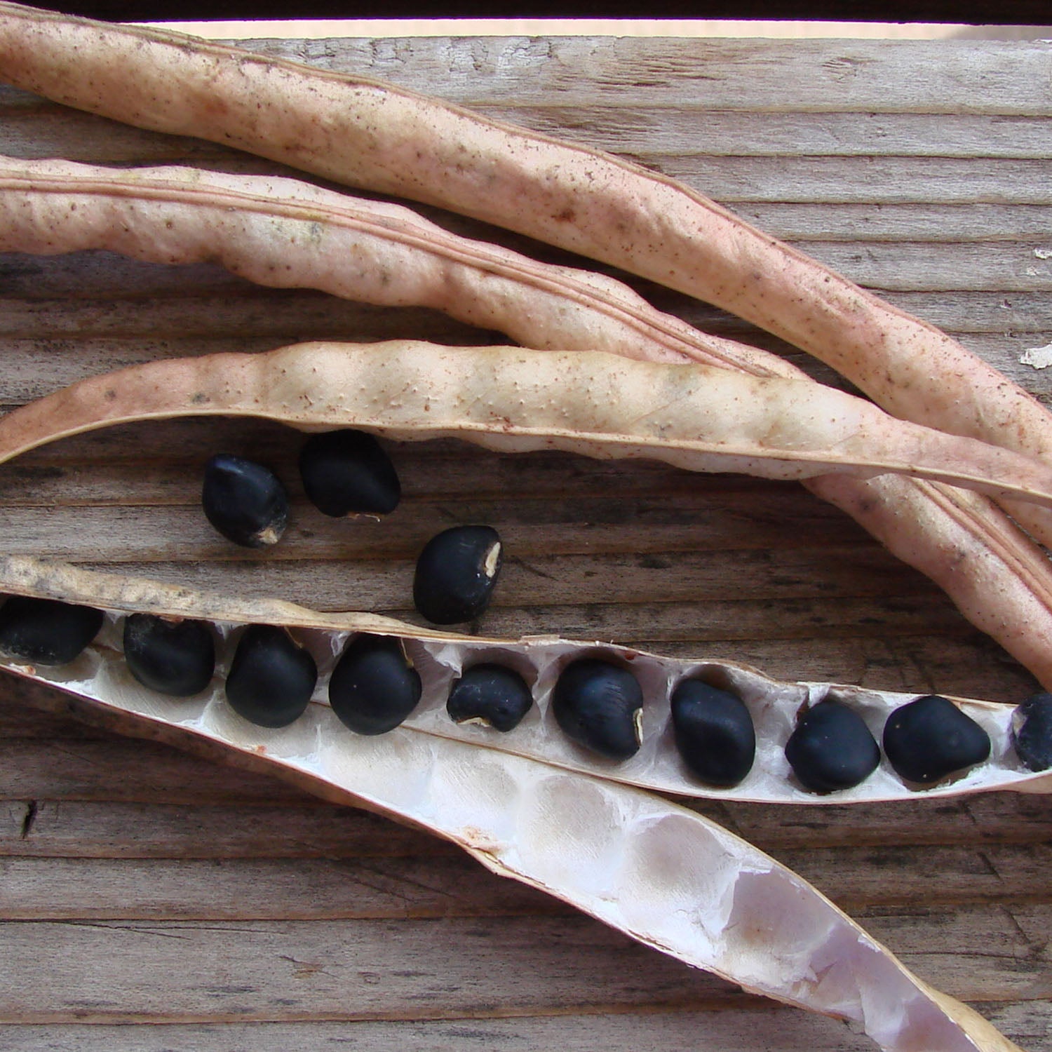 Native Seeds Search Specializing in drought tolerant heirloom seeds