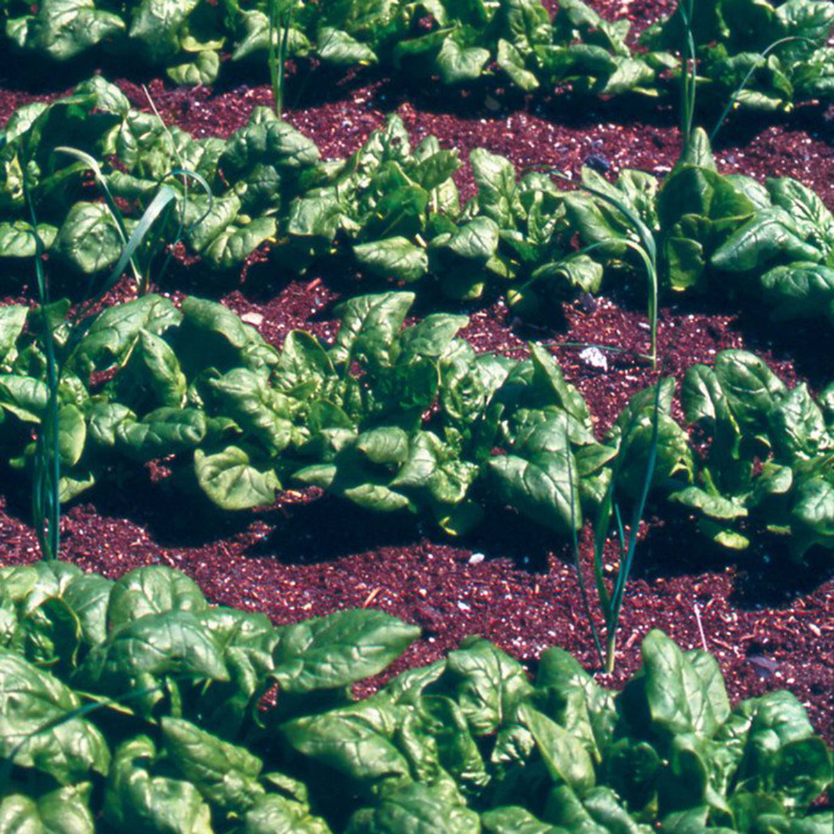 bloomsdale spinach good southwest winter crops