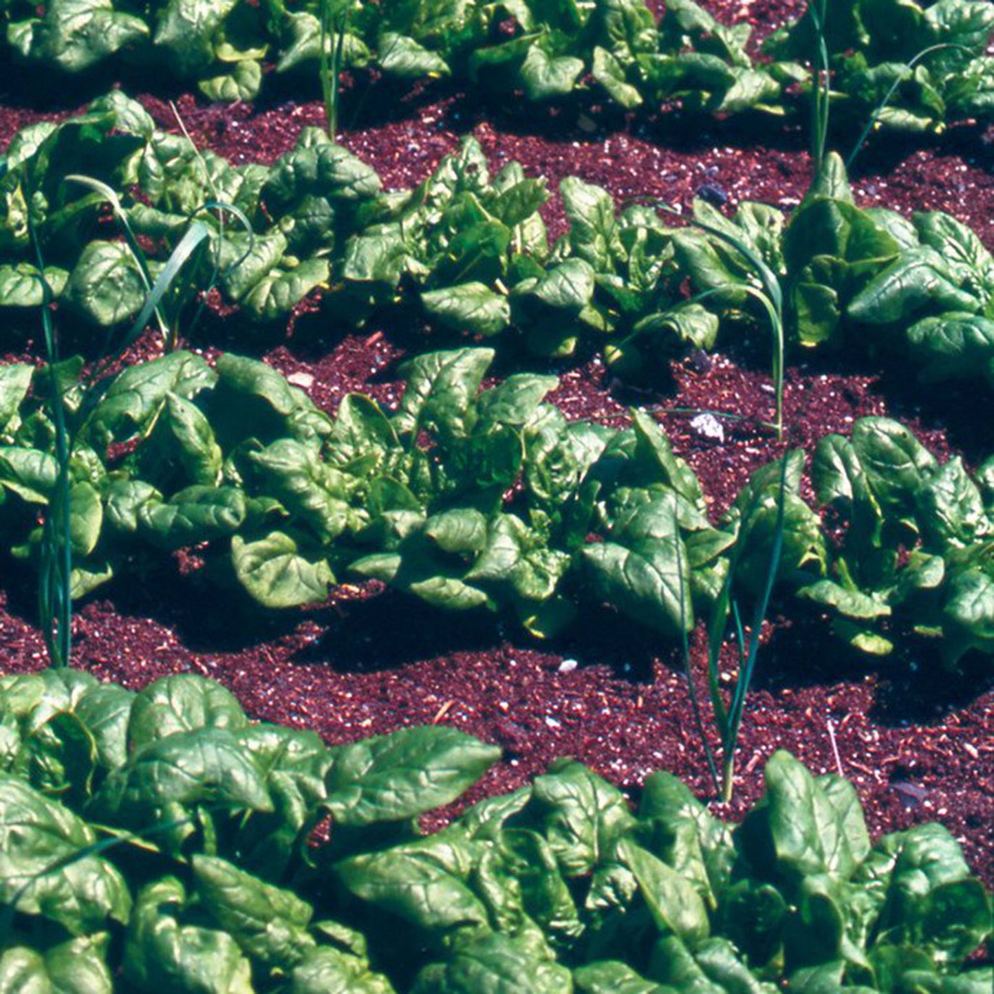 Broccoli Raab