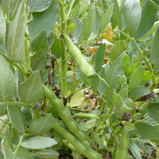 broad windsor fava bean plant