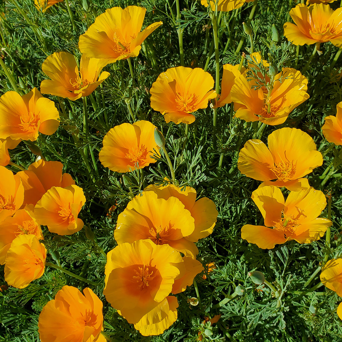 An annual wildflower native to the western US and Mexico and the state flower of California. Showy, 1-3 inch, four-petaled flowers open only on sunny days in the spring.  Orange to yellow in color. Drought tolerant, self-seeding, and easy to grow in gardens. Prefers well drained soil and full sun. Plant in the Fall.