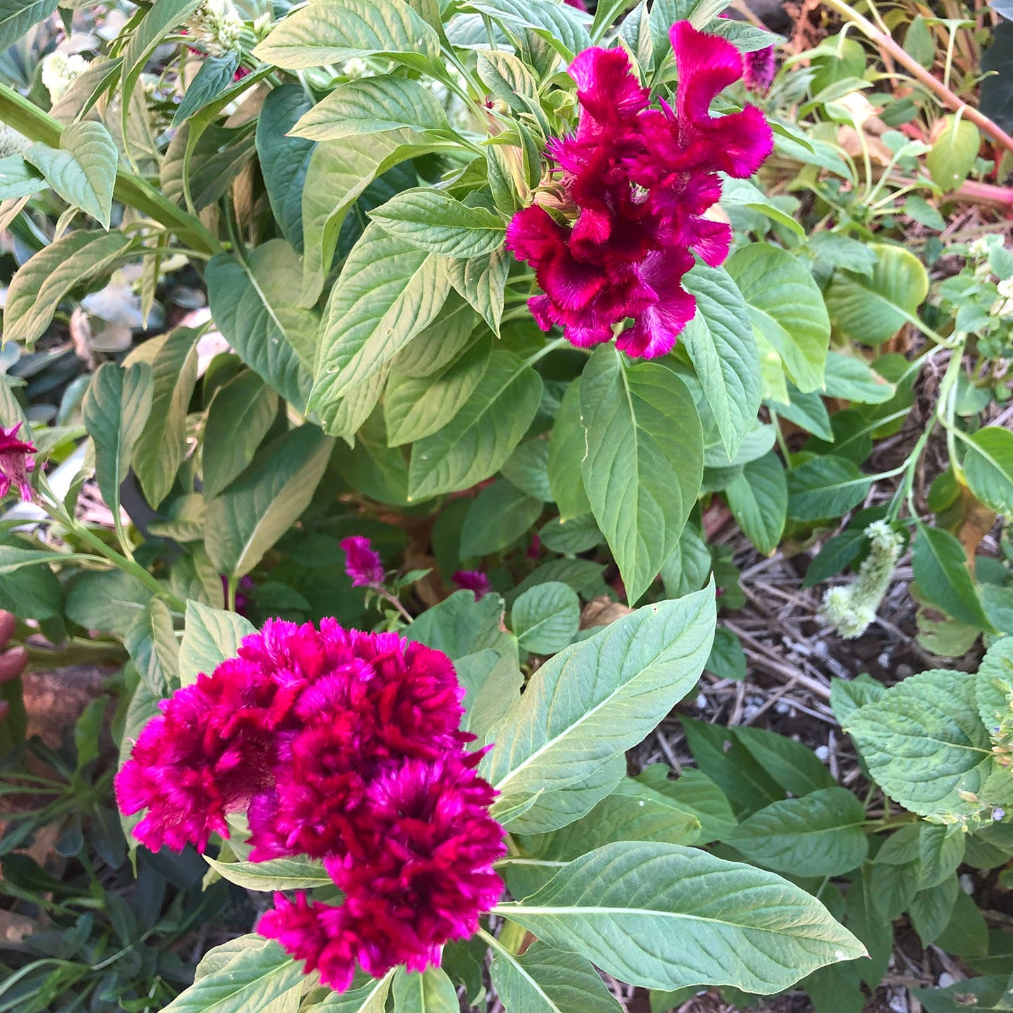 Mano de Gato, or Cat's Paw is a type of Amaranth with bright fuchsia, wavy shaped flowers.  