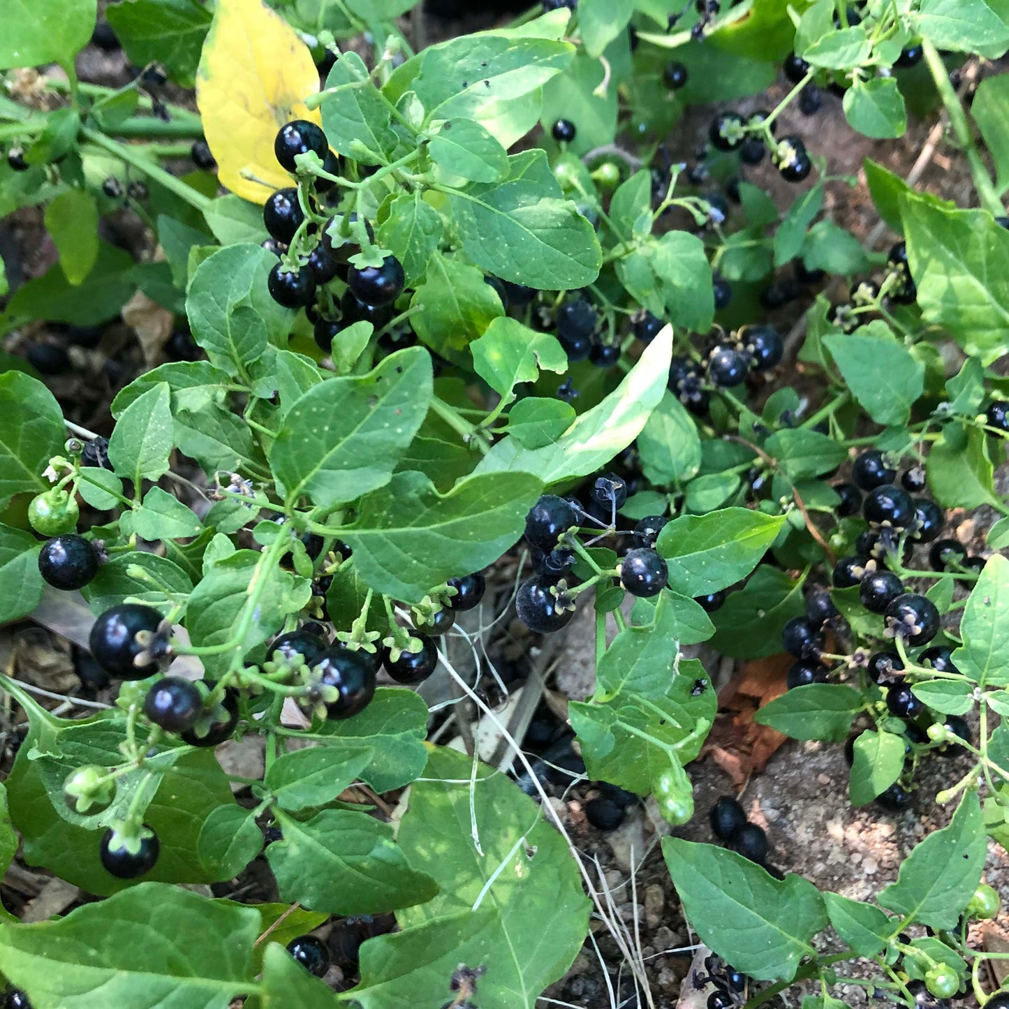 huckleberry seed plant Chichiquelite – Native-Seeds-Search