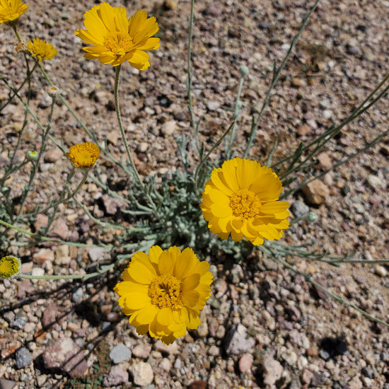 Load image into Gallery viewer, Desert Marigold prefers a well-drained site and thrives in direct sun. The best time for planting in the lower Sonoran garden is from September through mid-February. Grows as a an annual or short-lived perennial. They begin to flower in March and will continue to bloom off and on until November.
