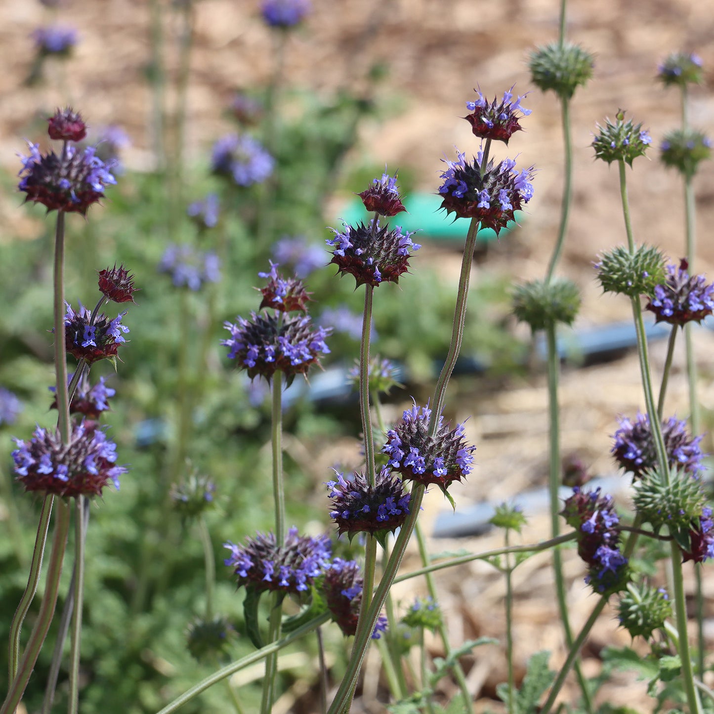 chia seed flower Tucson Desert Chia – Native-Seeds-Search
