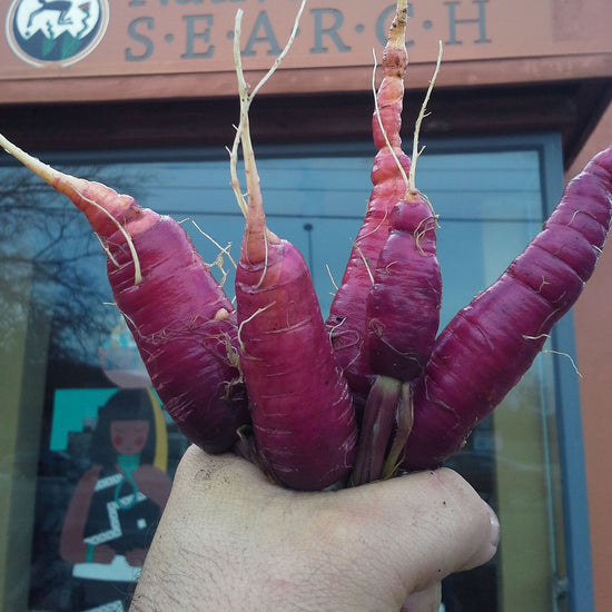 Load image into Gallery viewer, dragon purple carrots
