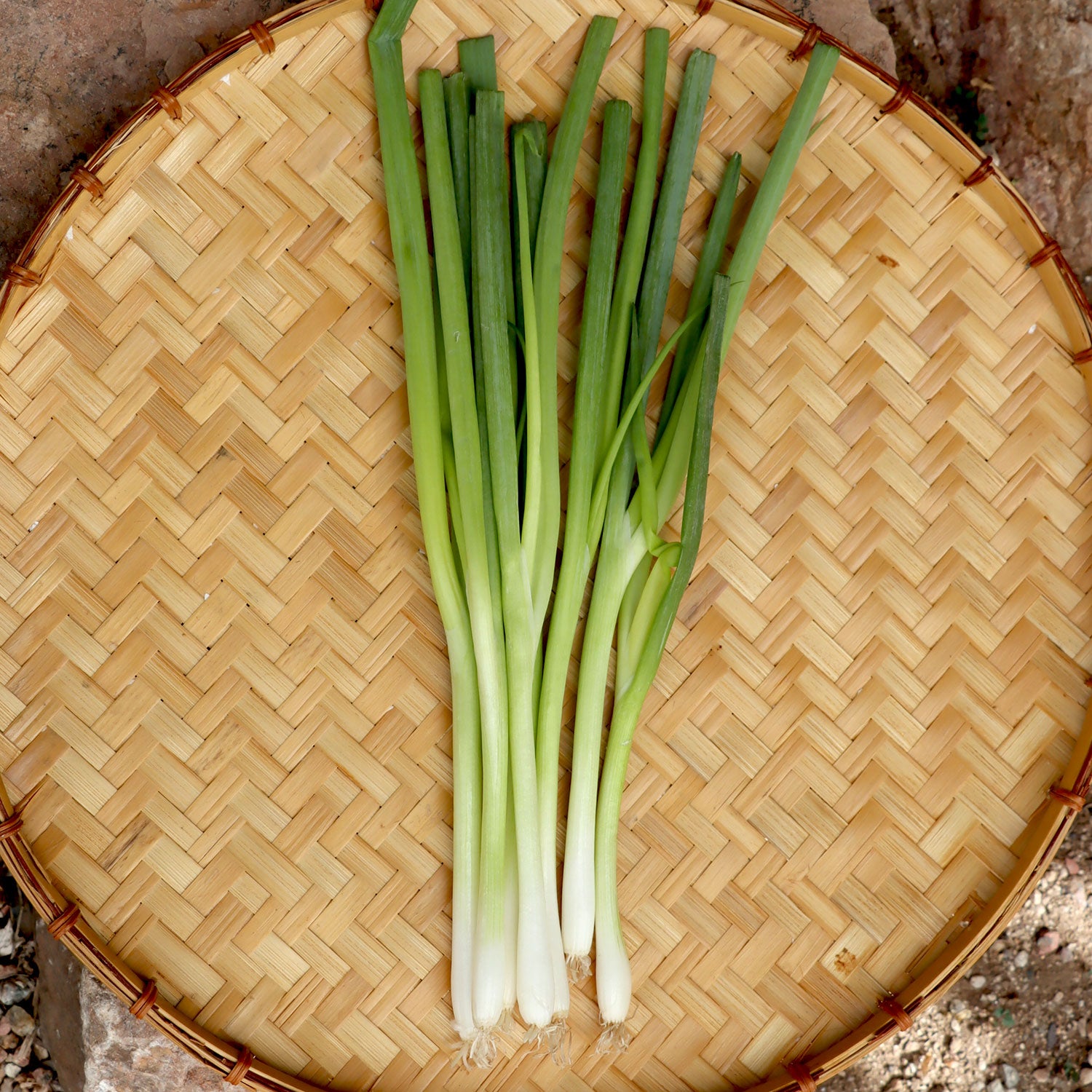 Seeds > Onions and Garlic – Native-Seeds-Search