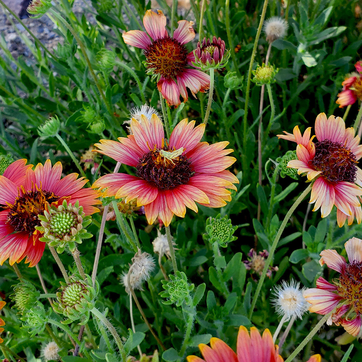 Firewheel has 2" diameter daisy-like flowers that are deep red with yellow tips. Blooms March through September. Plant in fall.  Attracts numerous bees and butterflies.  Native to Arizona, New Mexico and California.