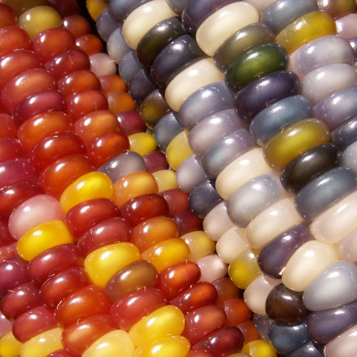 Glass Gem Heirloom Indian Organic Cherokee Non-gmo Corn - 50 Seeds Glass Gem Heirloom Indian Organic Cherokee Non-gmo Corn - 50 Seeds