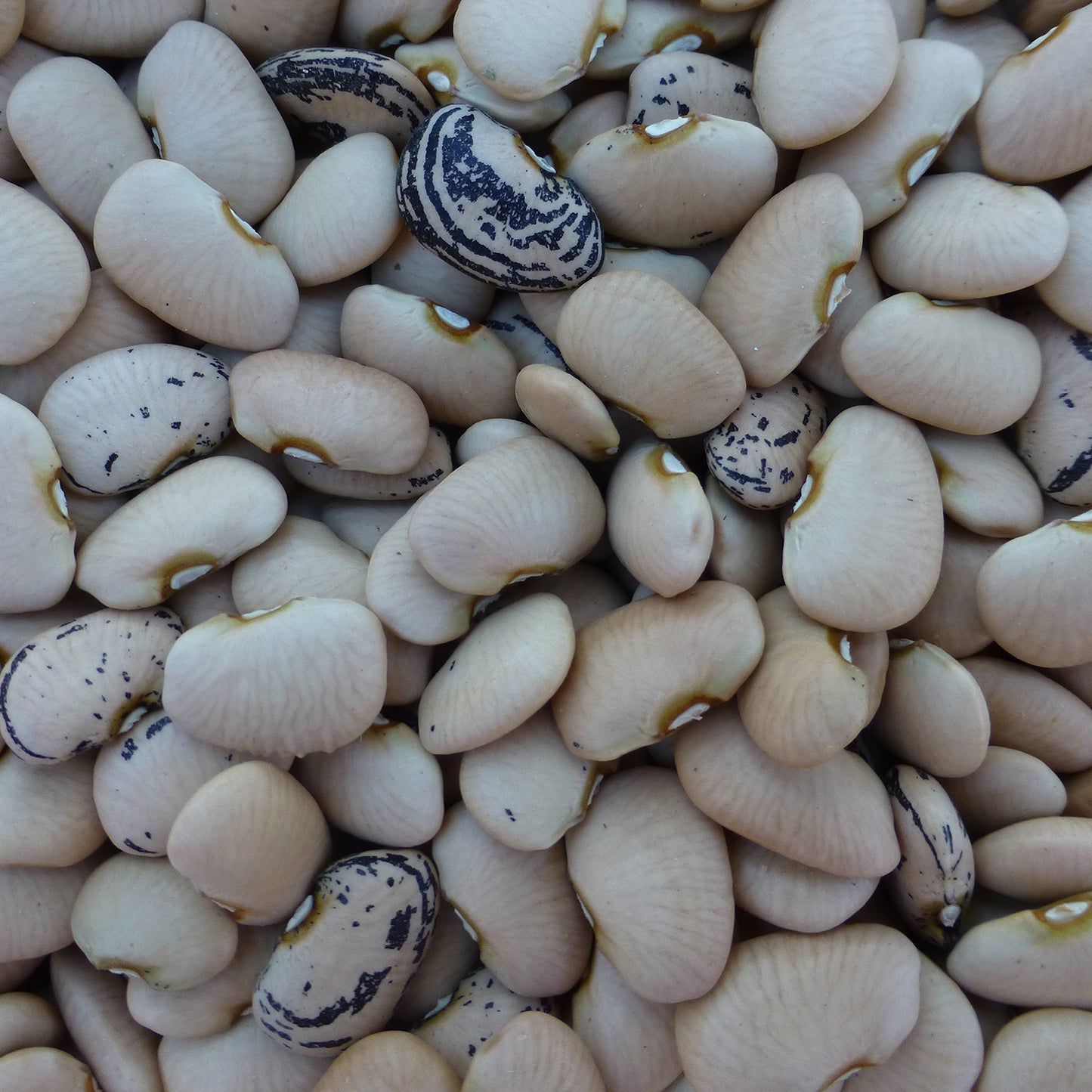 Hopi gray lima beans