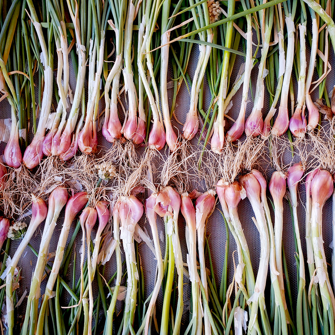 Seeds > Onions and Garlic – Native-Seeds-Search
