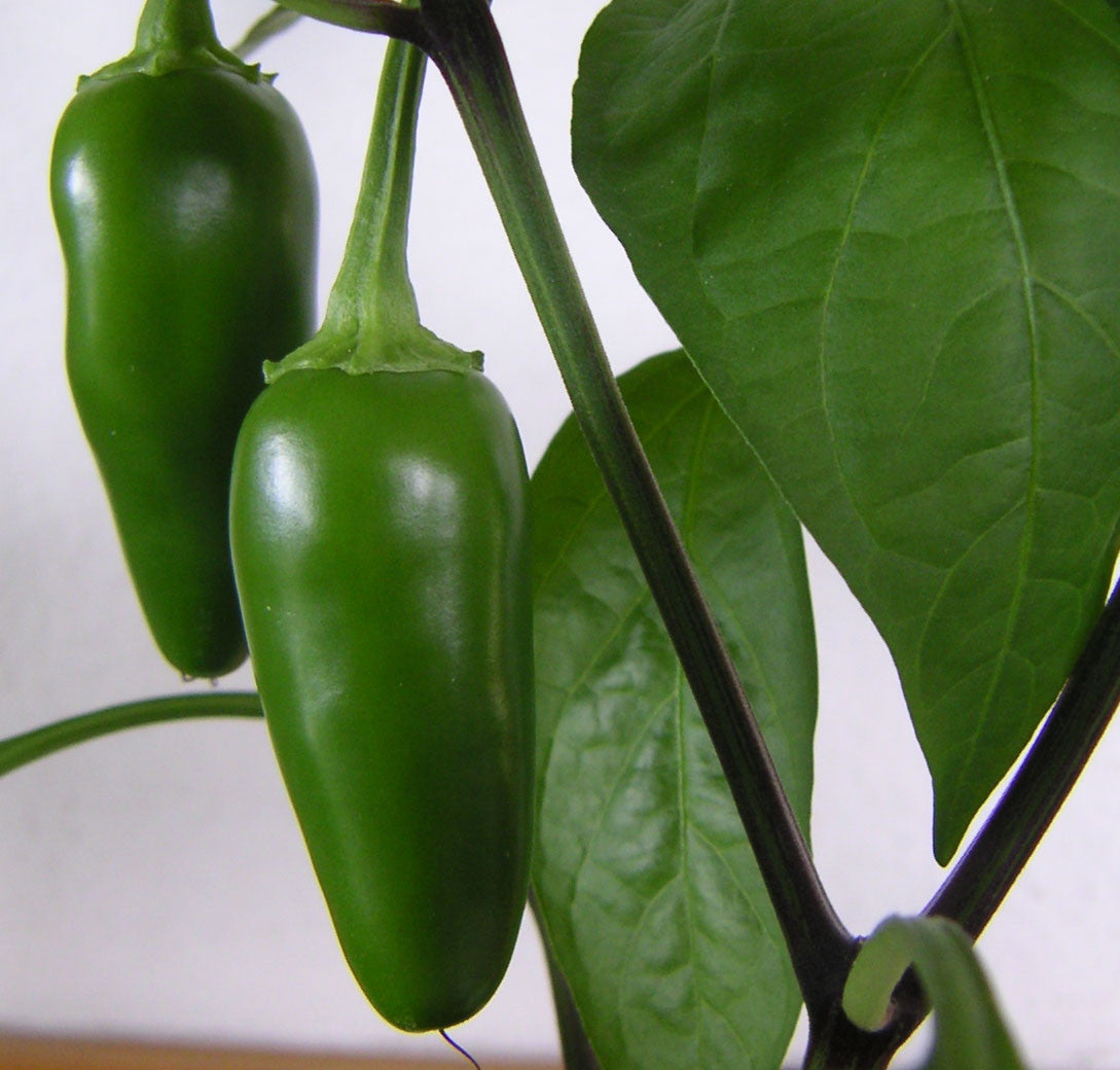 Seeds > Chiles/Peppers – Native-Seeds-Search