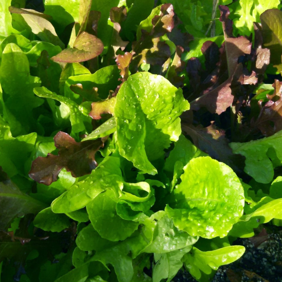 A garden with a diverse mix of lettuce varieties showing green leaves and red lettuce leaves.