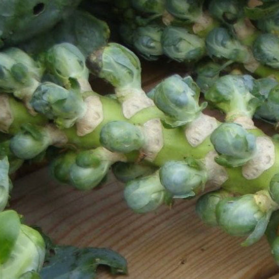 long island brussel sprouts