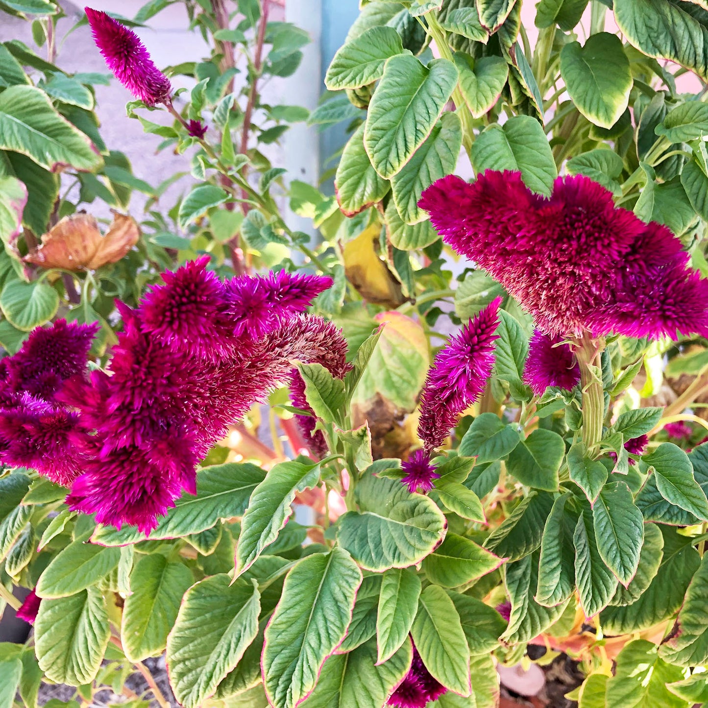 Chacari - Mano de Gato