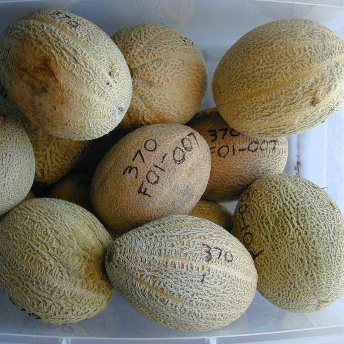 Seeds > Melons NativeSeedsSearch