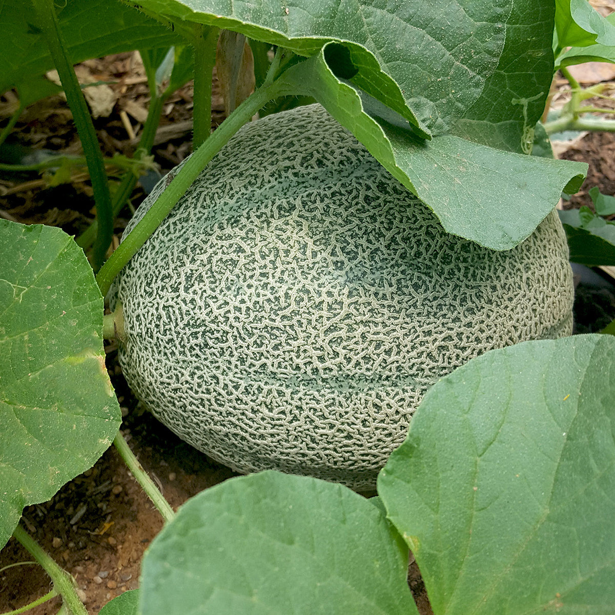 Melon Mexicano seeds. great for growing in hot dry climates. from native seeds search