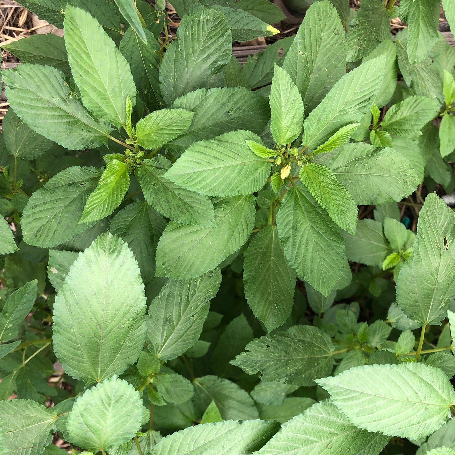 Molokhia – Native-Seeds-Search