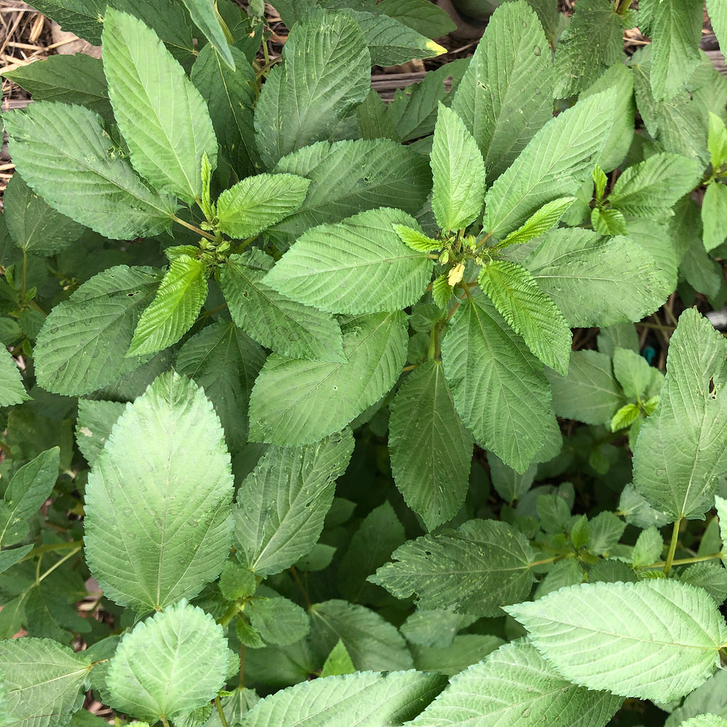 molokhia plant seeds Molokhia – Native-Seeds-Search