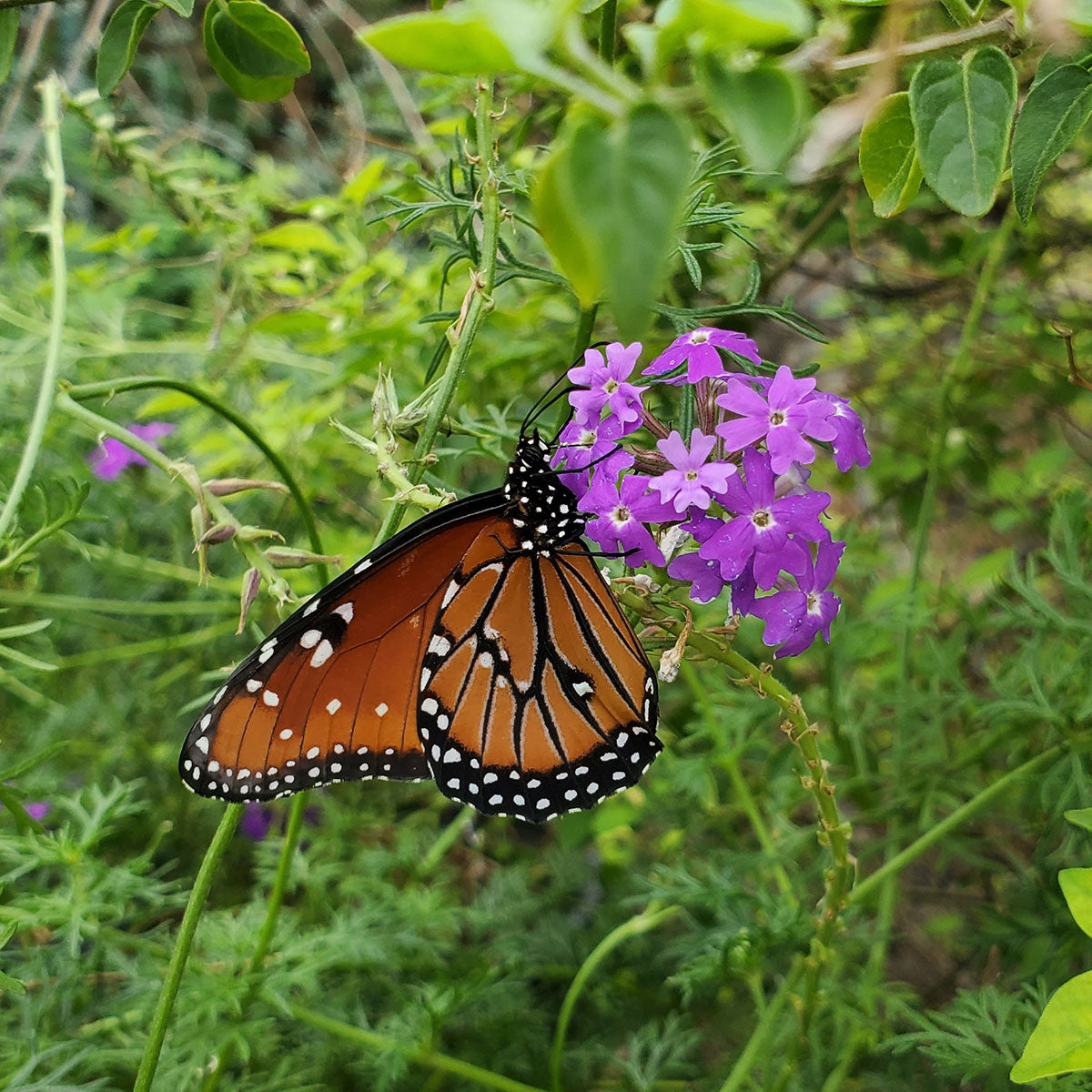 Butterfly garden mix is great for attracting pollinators to your yard and vegetable garden area.