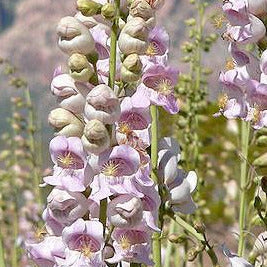 palmer's penstemon plants Palmer's Penstemon/Wild Pink Snapdragon