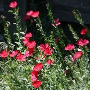 red flax flower seeds Red Flax
