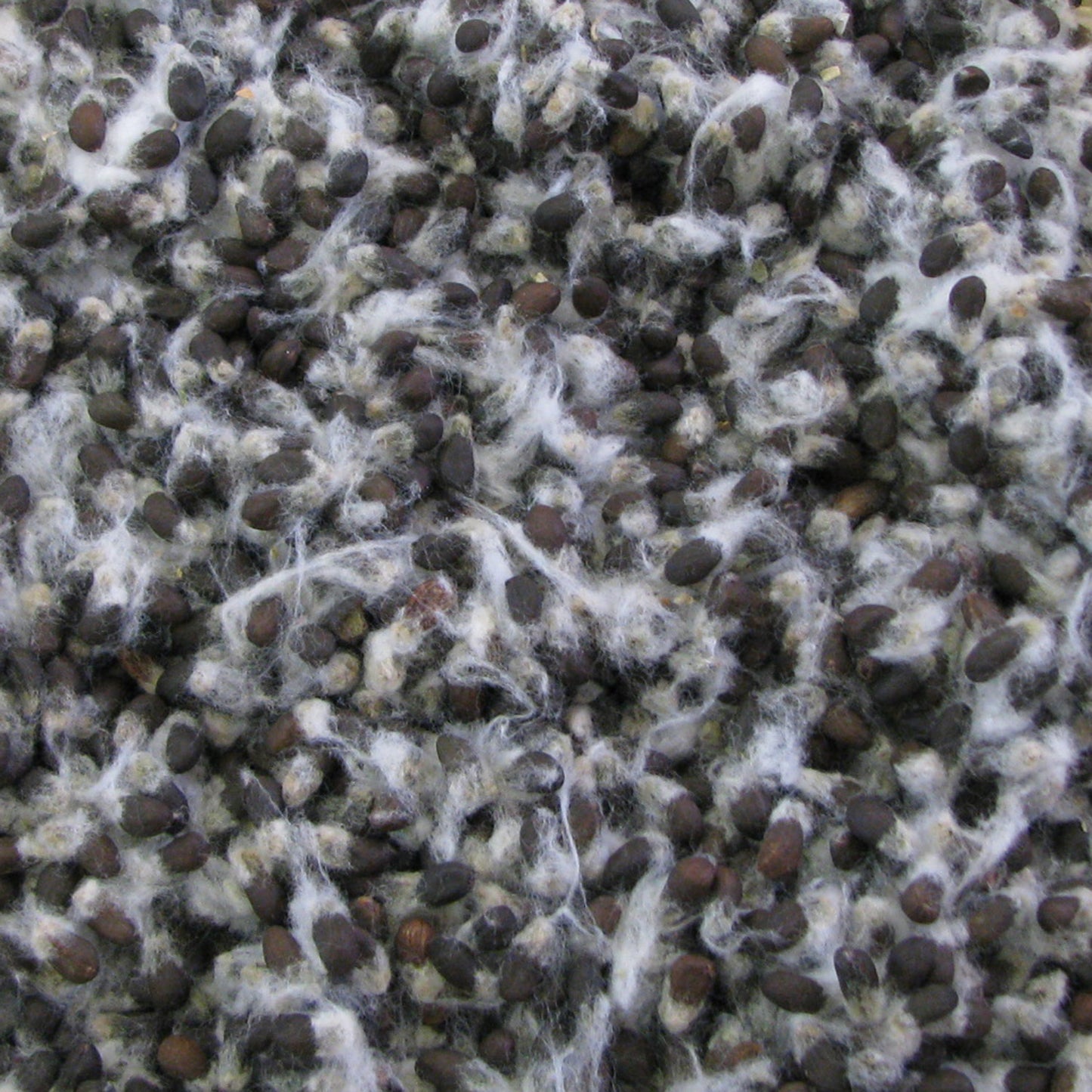 Load image into Gallery viewer, Sacaton Aboriginal cotton seeds
