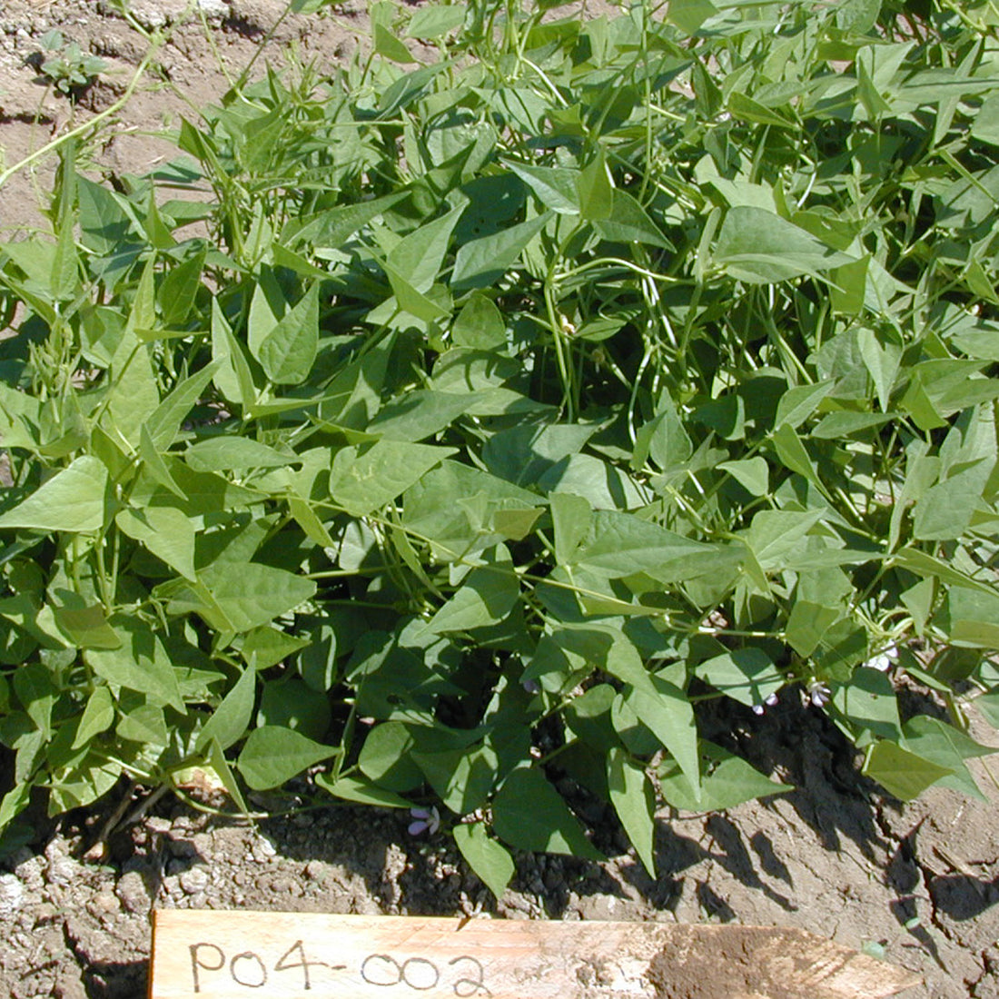 thumbnail image 2 of Organic Vegetable Seeds - Adaptive Seeds 2 of 11