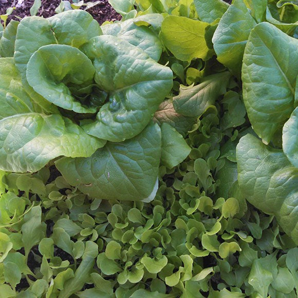 planting bibb lettuce seeds Summer Bibb Lettuce