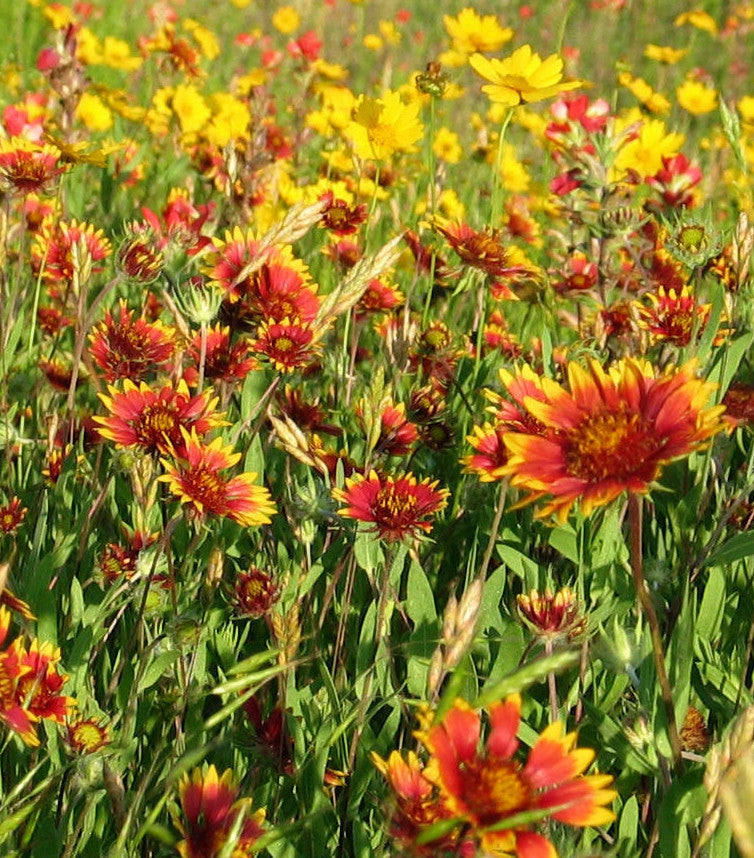 arizona wildflowers seeds Summertime Wildflower Mix