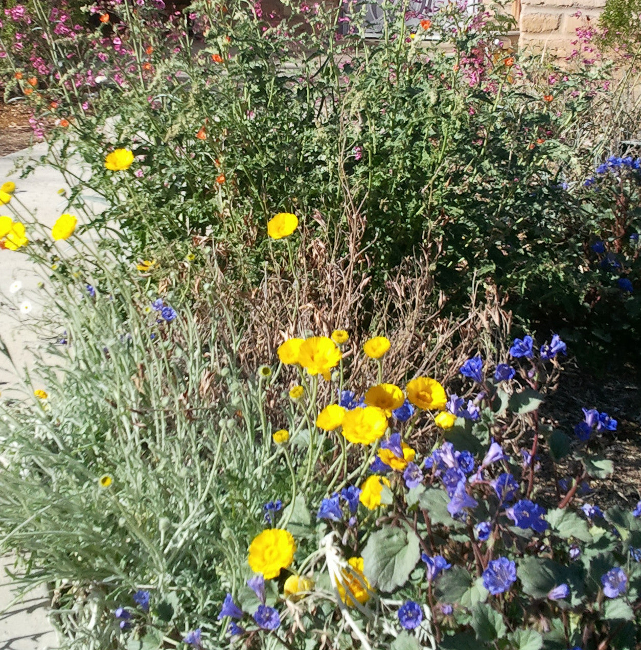native seeds and plants Southwest Native Wildflower Mix