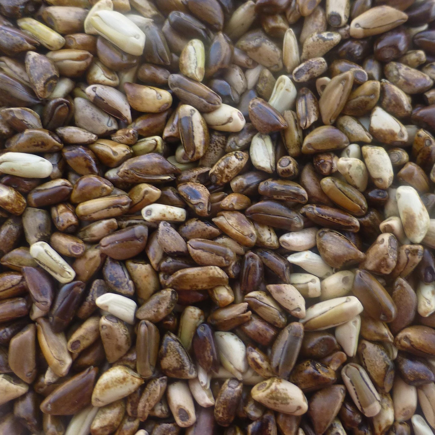 Teosinte Ripe Teosinte Grass